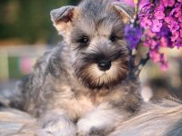 FCI şecereli Miniature Schnauzer