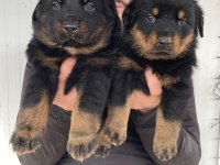 Üst Kalite Rottweiler Yavruları