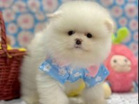 Safkan pomeranian yavrular