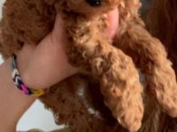 Kore - Red Brown - A Kalite Bebek Yüzlü Poodle