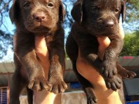 Çikolata nutella labrador tatlışlar