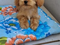 ORJİNAL BEBEK YÜZLÜ MALTİPOO YAVRULAR