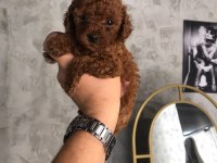 POODLE YAVRU KÖPEKLER