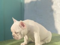 Blue Tan Platinum anatomi harikası egzotik french bulldog