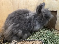 DİŞİ damızlık Teddy Lop Tavşanlar