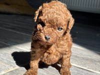 RED BROWN KORE TOY POODLE YAVRULARIMIZ