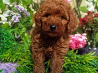 Poodle Yavrularımız Irk Garantilidir