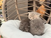 SÜTTEN KESİLMİŞ MİNİK BEBEK YAVRU KEDİLER