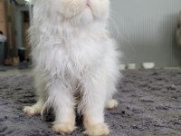 HEPSİ BİRİNDEN GÜZEL YAVRU VE YETİŞKİN İRAN KEDİSİ