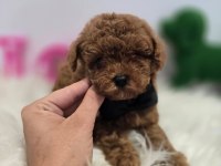 Maltipoo Yavrularımız 