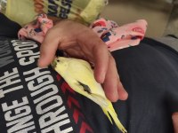 Sağlıklı yeni yeme düşmüş yavru muhabbet kuşları