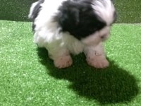 Dişi shih tzu bebeğim