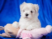 MALTESE KÖPEĞİ YAVRULARI