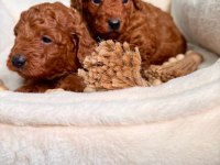 Toy Poodle Irk Garantili Yavrular