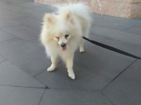 Pomeranian ciğer boo