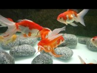Pasifik PetShop dan XXL ORANDO JAPONLAR