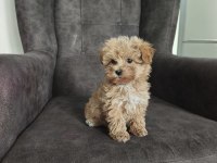 Maltipoo Bebekler