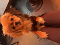 SİVAS/MERKEZ PEKİNEZ KÖPEĞİMİZ (ÜCRETLİDİR)