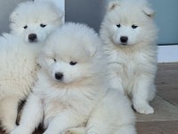 60 65 Günlük Samoyed yavruları