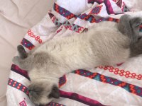British shorthair blue point