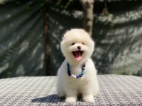 Pomeranian boo yavrular