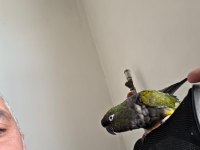 full evcil patagonya konur (bebek gibi sevdirir)