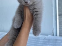 5 dişi lilac british shorthair yeni yuvalarına hazır