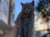 Brıtısh Shortair Blue Point
