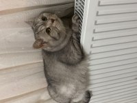 ÜCRETSİZ BRİTİSH WHİSKAS SAHİPLENDİRME