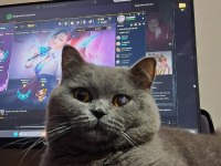 Scottish Fold İçin Ömürlük Yuva Arıyoruz!