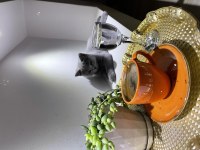 Duman bey british longhair