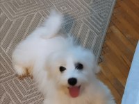 Acil Maltese Terrier
