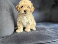 Wc Eğitimli Ve Aşılı Maltipoo Bebekler Hazır