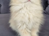 British longhair kedimiz