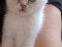 Scottish fold güzel gözlüm