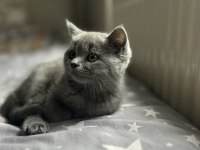 Dişi Yavru British Shorthair Kayseri