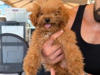 Teacup erkek poodle mini