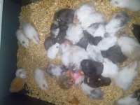 Yavru ve yetişkin hamster