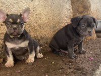 A kalite french bulldog