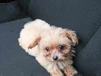 Aşıları yapılmıştır maltipoo