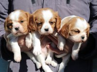 Cavalier king charles dişi ve erkek köpekler
