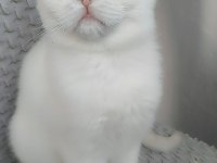 2.5 aylık dişi british longhair