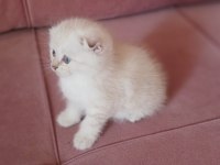 Scottish fold dişi yavrum yeni sahiplerini bekliyor