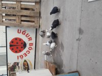 Taklacı oyun kuşları