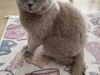 2 YAŞINDA UYSAL VE EĞİTİMLİ BRİTİSH KEDİMİZ