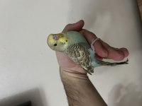 Yavru erkek muhabbet kuşu mırıldıyor konuşmaya yatkın