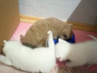 British Shorthair Renk Renk Yeni Yavrular
