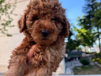 Toy Poodle yavrular