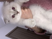 Scottish fold kedisi