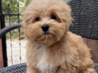 Mini Maltipoo